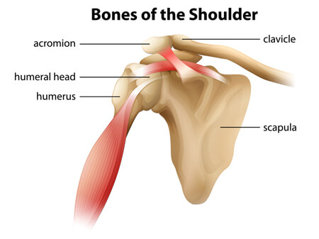 The 3 Bones of the Shoulder joint